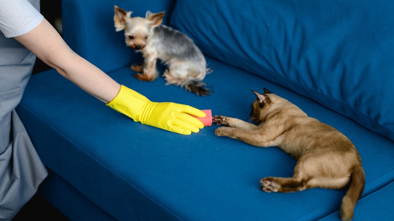 How Odor Removal Services Help Eliminate Pet Smells for a Cleaner Home