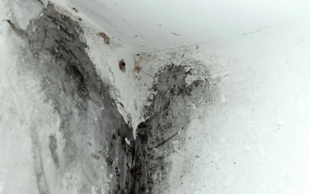Addressing Black Mold in Homes in Metairie, LA: Identification, Remediation, and Prevention
