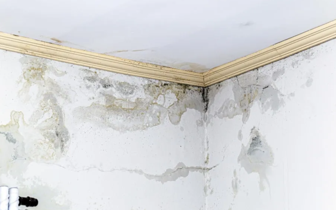 Mold and Allergies: How Professional Removal in Metairie Can Bring Relief