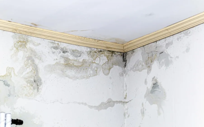 Mold and Allergies: How Professional Removal in Metairie Can Bring Relief