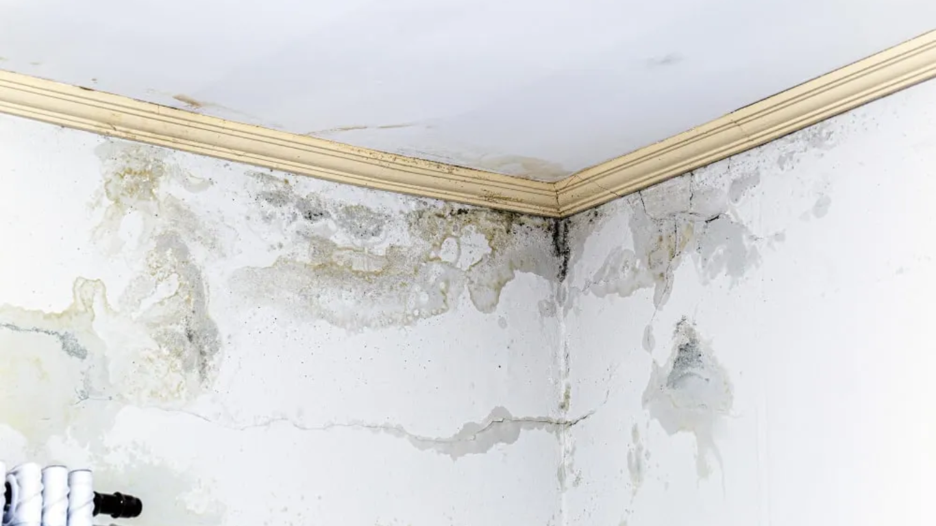 Mold and Allergies How Professional Removal in Metairie Can Bring Relief professional removal