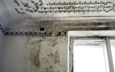 The Hidden Dangers: How Mold in the Attic Can Impact Your Health