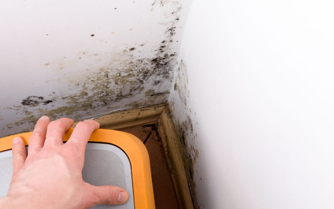 Before You Paint or Renovate Schedule Mold Inspection Services in New Orleans First