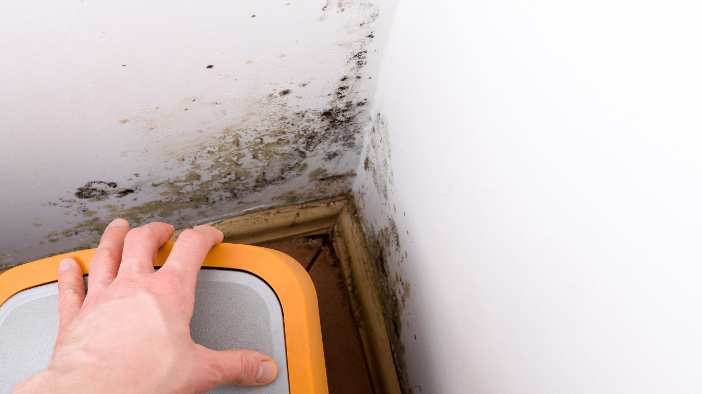 Mold inspection new orleans showing black mold growth on an interior wall corner