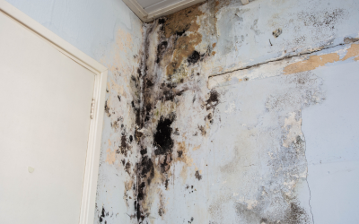 Benefits of Mold Remediation in Gretna, LA