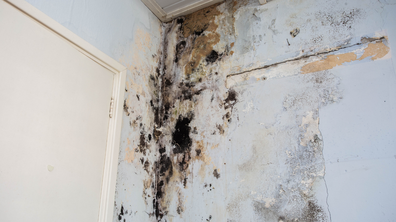 Mold Remediation in Gretna, LA
