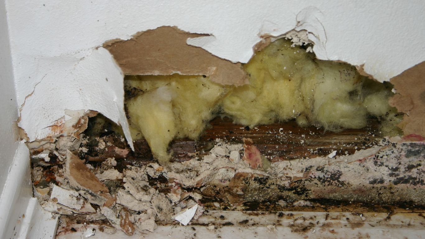 damages of mold growth