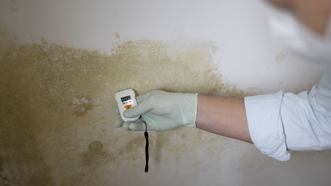 Certified Mold Inspector