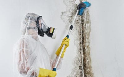 Why Immediate Mold Removal is Crucial for Health and Safety