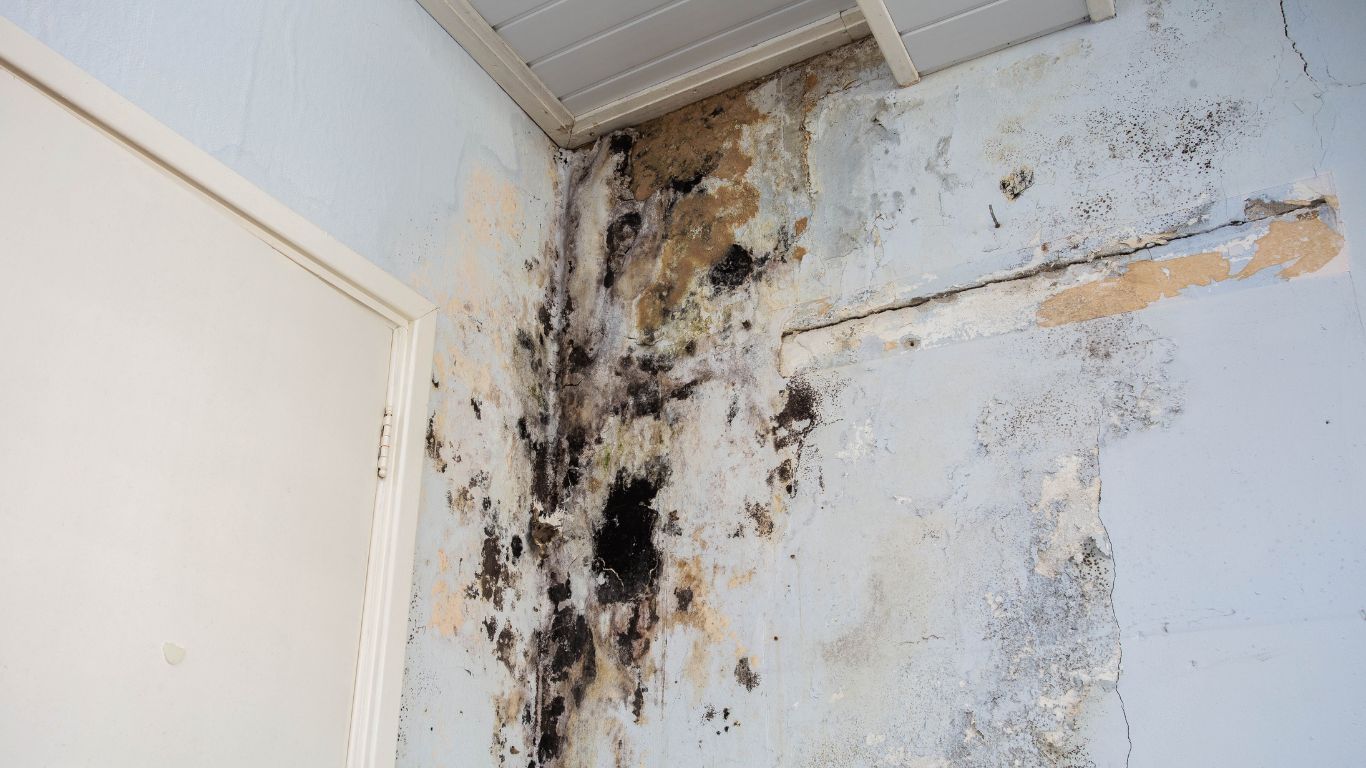 Palm Beach water damage with visible stains and mold growth.