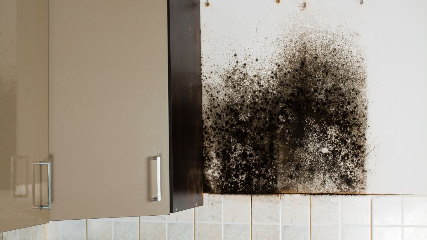 The Truth About Mold Removal in Delray Beach and Why It Matters Mold growth on kitchen wall, emphasizing the need for mold removal in Delray Beach.