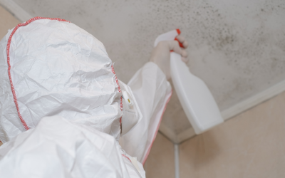 Stop Mold Early With Mold Removal in Boynton Beach