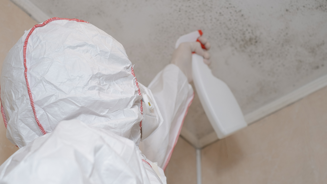 Stop Mold Early With Mold Removal in Boynton Beach Mold removal in Boynton Beach