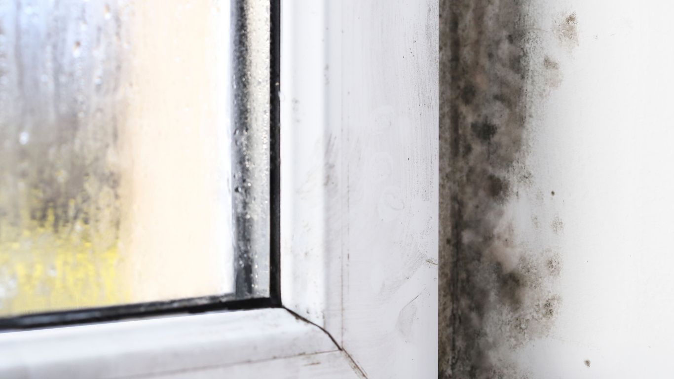 Close-up of mold buildup on a window frame highlighting the need for mold removal in Cranston.