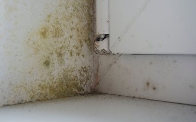 Beat the Back-to-Back Mold Blues With Smart Mold Remediation