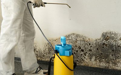 Transform Your Home With Expert Mold Remediation in Kingston