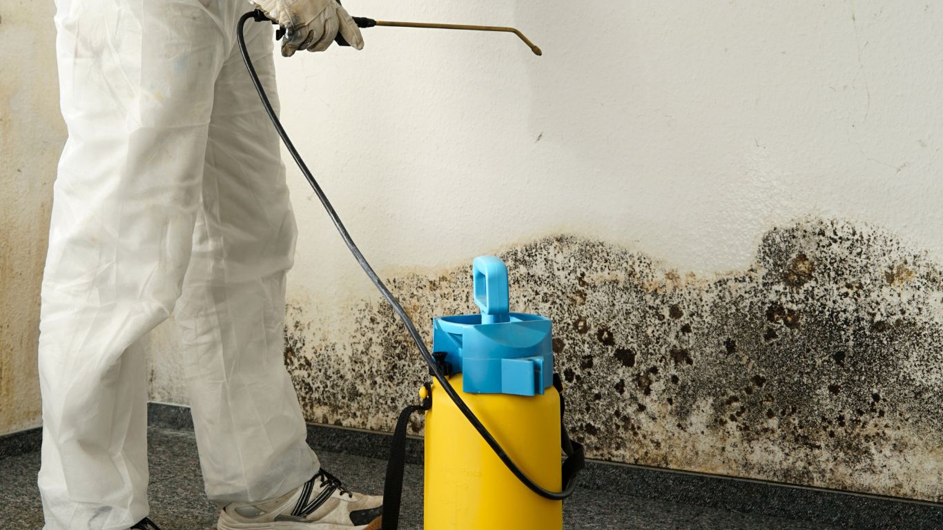 Transform Your Home With Expert Mold Remediation in Kingston Professional mold remediation in Kingston to eliminate harmful mold growth.