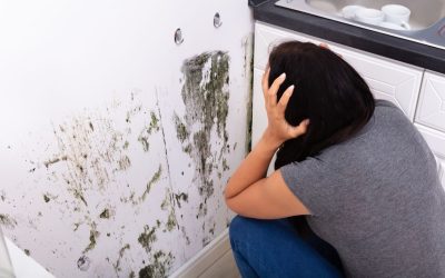 How to Spot the Signs You Need Mold Inspection in Plymouth