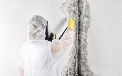 Turn That Musty Mystery into Fresh Air with Expert Mold Removal Services