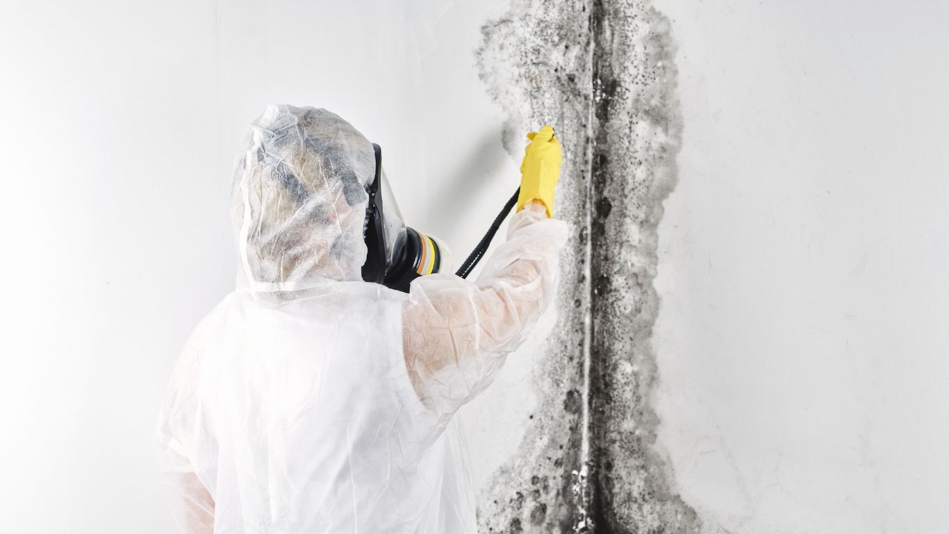 Specialist removing black mold from a wall using professional mold removal services and safety equipment.