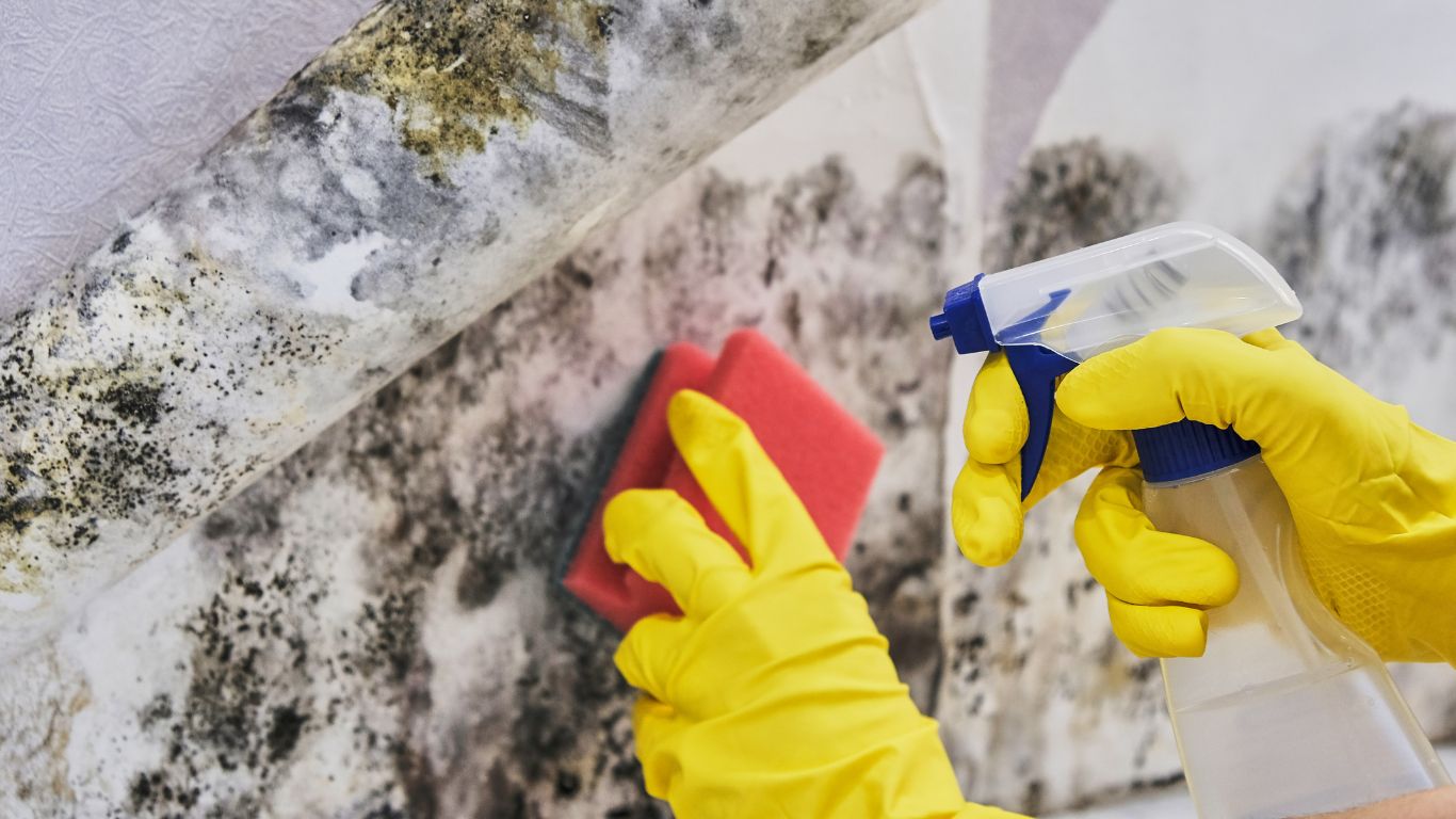 Doing mold remediation in naperville
