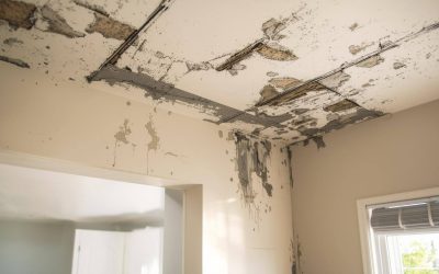 How Much Does Mold Remediation Cost in Tampa, FL? (2026)